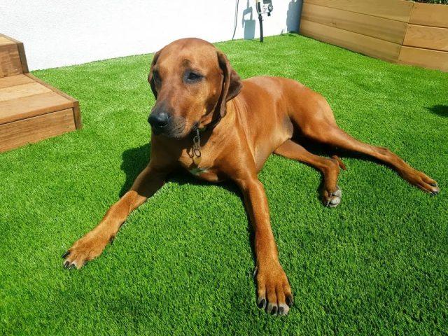 Artificial Grass Suitable For Dogs, dog laying down on grass.