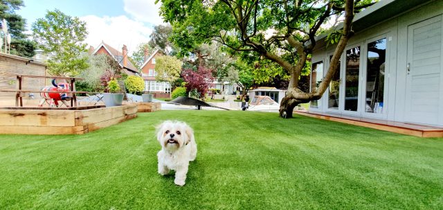 Happy dog on artificial grass.