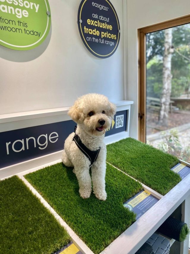 Little white dog on Kensington artificial grass.