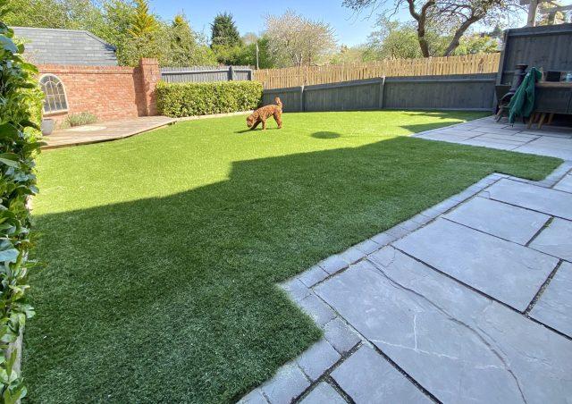 Dog sniffing on artificial grass.